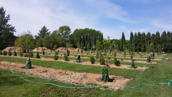 Community Orchards Planting