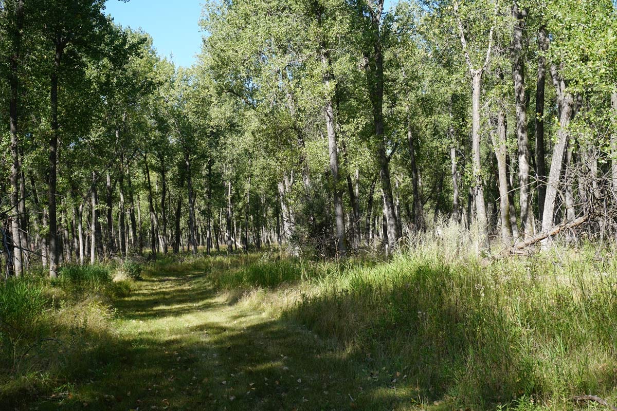 trail surrounded by grass and tall trees at Atkinson Nature Park