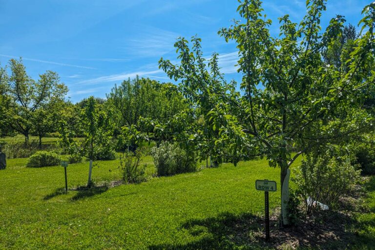 wide angle view of rows 4 and 5 in a community orchard