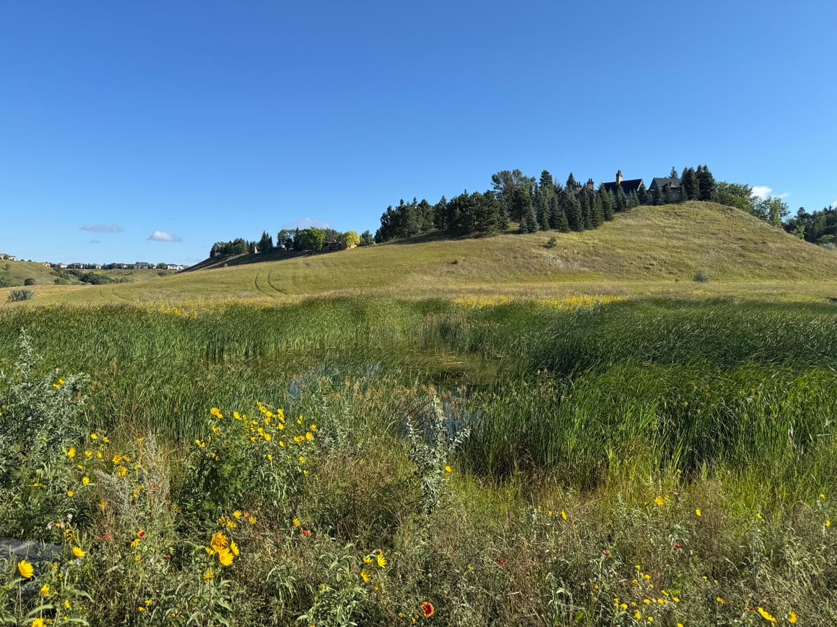 wide angle view of a field in the Clairmont Family Conservation Park with native plants and grass