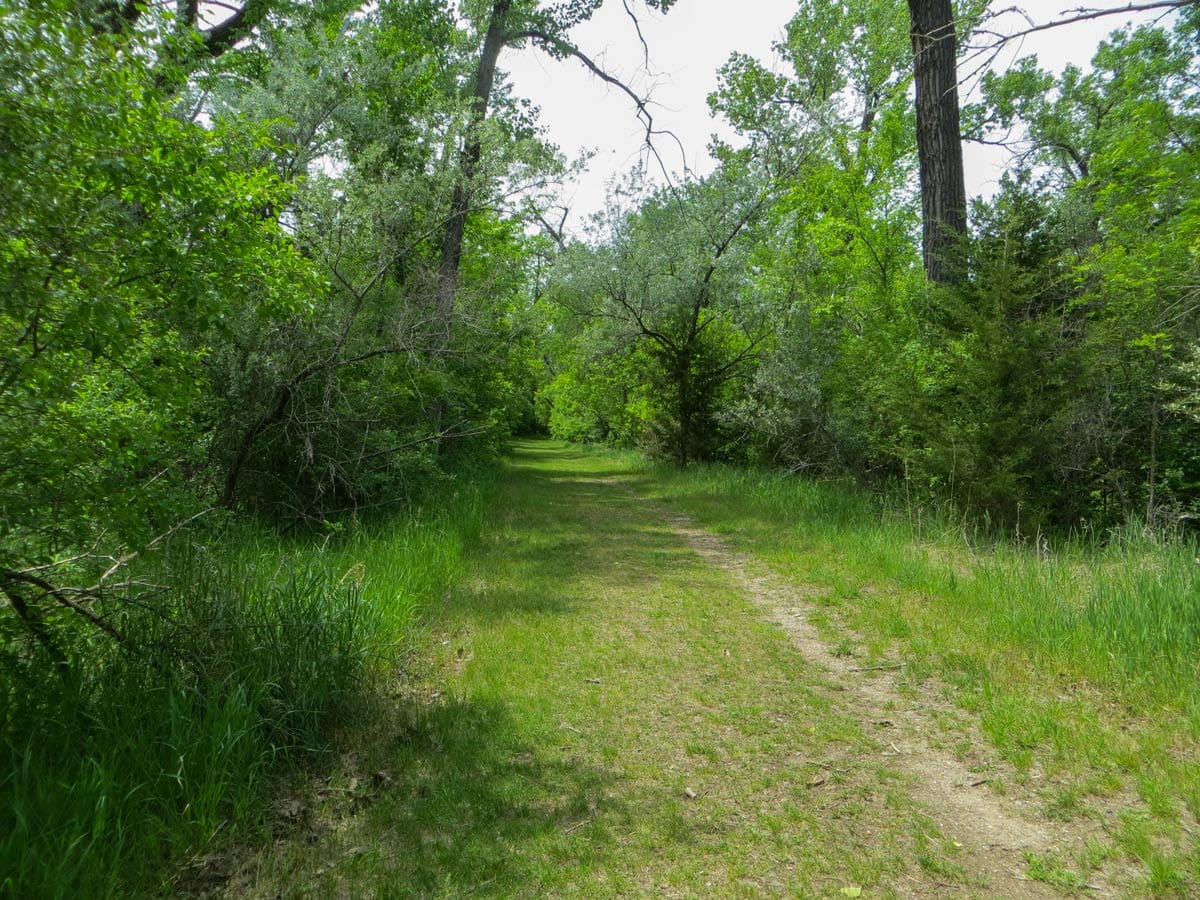 green, grassy unpaved trail at East Sibley Nature Park surrounded by trees