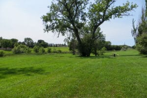 green space at Rosa Young Park with tall trees and a picnic table