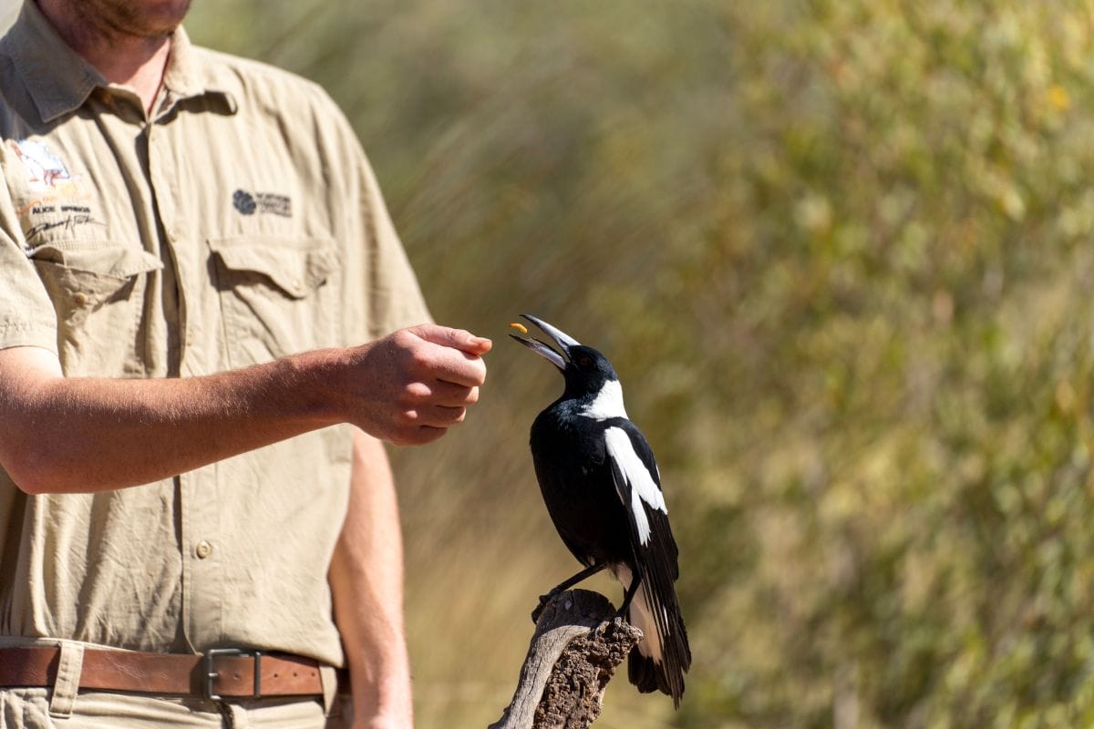 a zookeeper feeding a bird