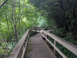 a wooden path with hand rails that splits into different directions, surrounded by trees at the arboretum