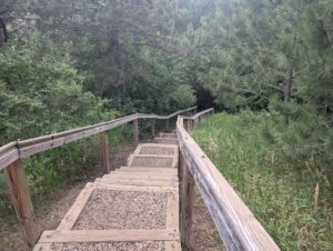 a long descending staircase along a trail in the wooded trees at the arboretum