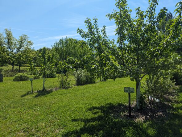 Rows 4 and 5 at the community orchard